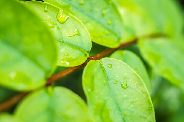 istock rain water drop on green leaf closeup natural background 1714023885