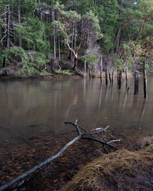 istock Whitty's Lagoon Regional Park 1714025101