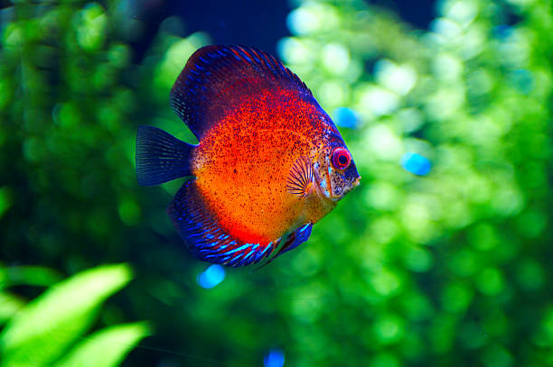 Orange Discus or 'Symphysodan Discus'  discus fish stock pictures, royalty-free photos & images