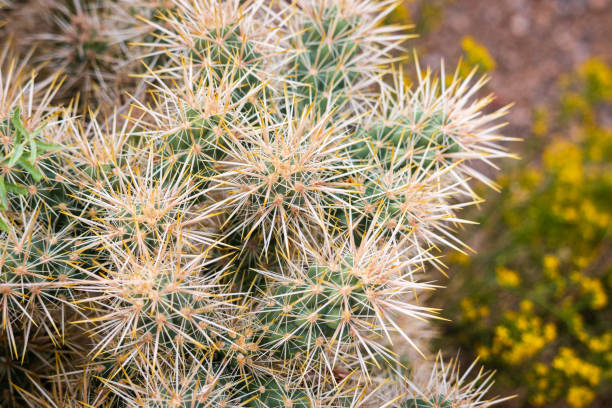 istock close-up buck horn cholla 1714028210