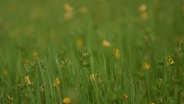 Yellow flowers in green grass field