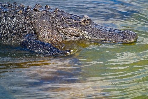 giant crocodile closeup