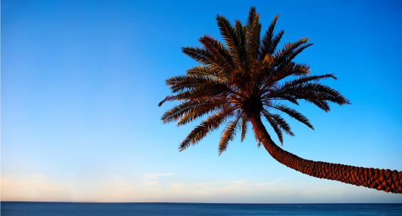 Palmen am Meer