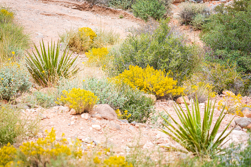 wild yellow flowers in the desert