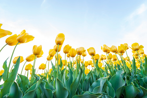 Beautiful tulips are in full bloom, Tulips of all colors are in the fields