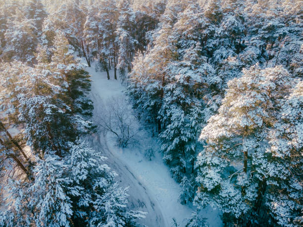 Free Stock Photo of Aerial View of Snow Covered Trees Along a Road ...