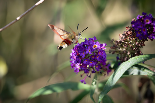 The broad-bordered bee hawkmoth in full flight to extract the nectar from the flower of the butterfly bush