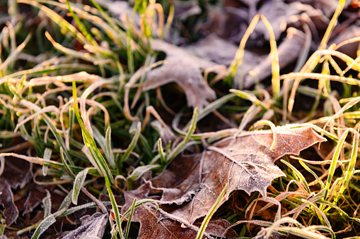 This is a close up photograph of frozen leaves on a cold winter morning in Muiden, Netherlands.
