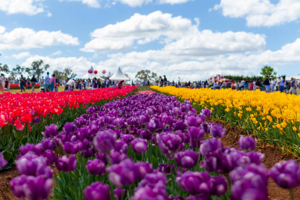 istock Tulips on display at tulip festival 1714145981
