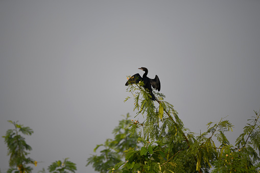 Black bird sitting on tree branch