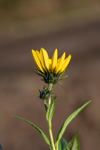 Yellow flowers of The Jerusalem artichoke (Helianthus tuberosus). Flowering sunroot, sunchoke, wild sunflower, topinambur or earth apple.