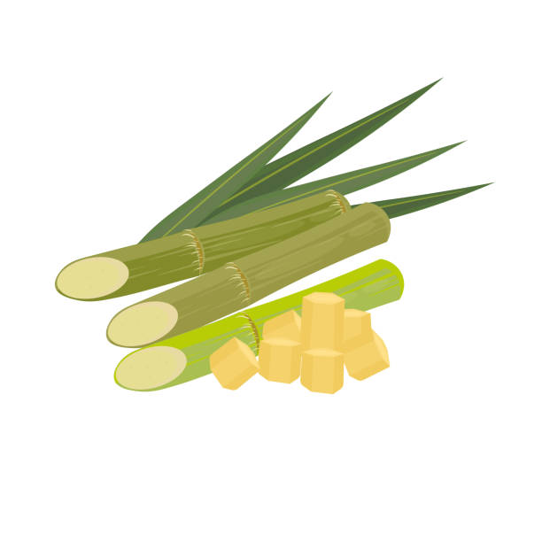 Fresh Sugarcane Illustration of Fresh Sugarcane Slices sugar cane juice stock illustrations