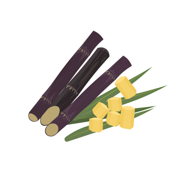 Black Sugar Cane Black Sugar Cane Vector Illustration sugar cane juice stock illustrations