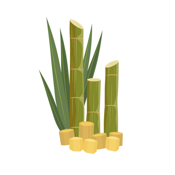Natural Sugarcane Natural Fresh Sugarcane Vector Illustration sugar cane juice stock illustrations