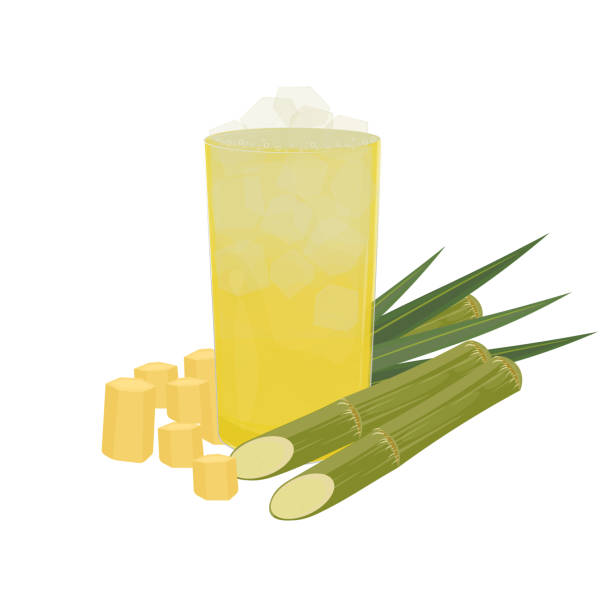 Sugarcane Juice Fresh Sugarcane Juice Vector Illustration sugar cane juice stock illustrations