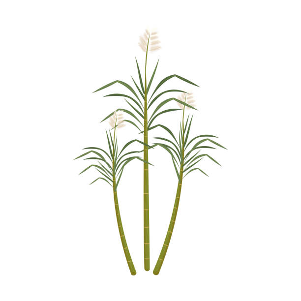 Simple Sugarcane Plant Sugarcane Plant Illustration sugar cane juice stock illustrations