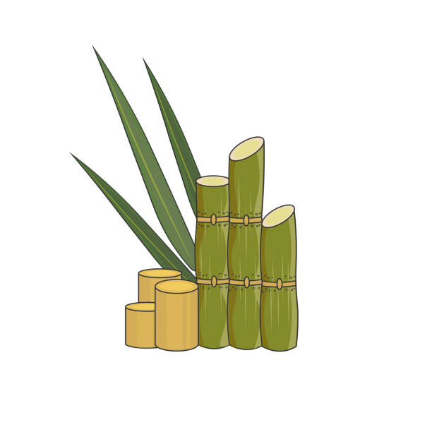 Cartoon of a Sugarcane Cartoon Illustration of Peeled and Whole Sugarcane sugar cane juice stock illustrations