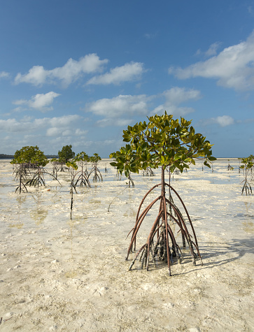 Young mangrove trees on the sandy shore of tropical Kei Kecil island, Maluku, Tual, Indonesia.