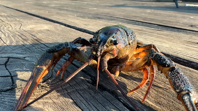 Crayfish on wooden pier. Catching crayfish, crabs and lobsters.