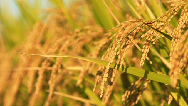 Ears of rice swaying in wind in autumn or fall, Agriculture or food background, Food industry, 4K slow motion