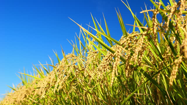 Ears of rice swaying in wind in autumn or fall, Agriculture or food background, Food industry, 4K slow motion