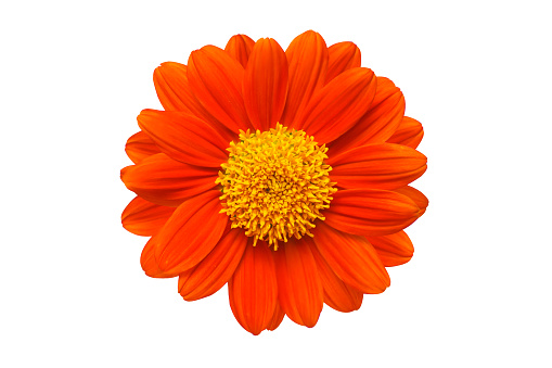 Mexican sunflower isolated on white background.With clipping path.