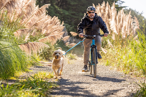 High quality stock photo of a middle-aged man riding a mountain bike outdoors on a dirt trail through pampas grass, along the coast in Northern California.