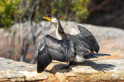 Australian Little Pied Cormorant drying wings after fishing