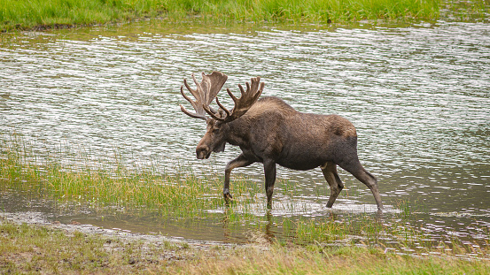 A bull moose walking out of a pond in Rocky Mountain National Park.