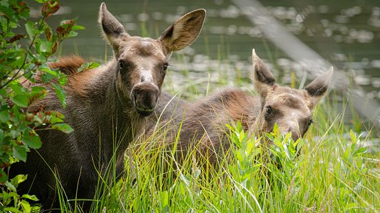 Two twin moose calves with their mother play in a lake in Rocky Mountain National Park