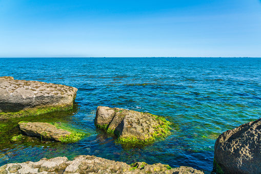 Rocky seashore covered with green algae