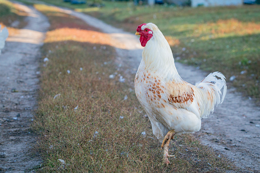 The chicken (Gallus domesticus) is a domesticated bird, with attributes of wild species such as the red and grey junglefowl[1] that are originally from Southeastern Asia.