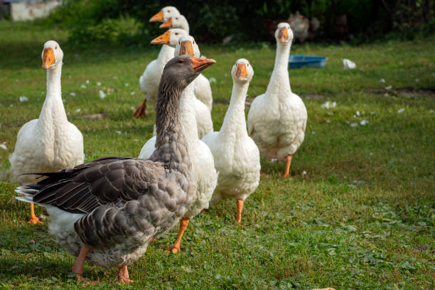 istock Domestic geese walk around the village 1714321986