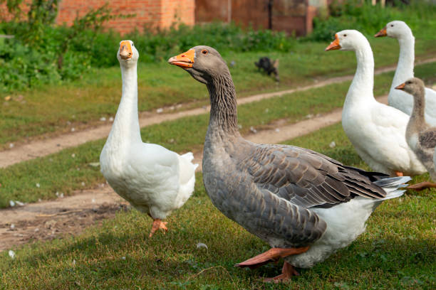 istock Domestic geese walk around the village 1714323609