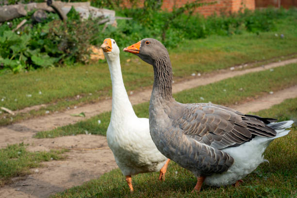 istock Domestic geese walk around the village 1714323610