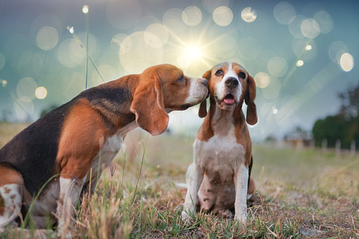 An adorable beagle dog kiss another dog on the field outdoor under the sunlight with bokeh background,selective focus ,shallow depth of field shot.