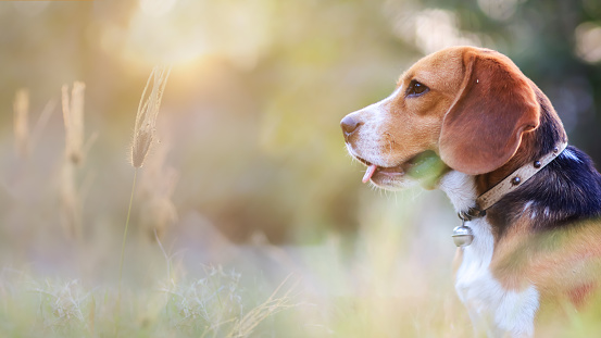 A cute beagle dog is sitting in the meadow under the golden sunlight and bokeh background, shallow depth of field photo idea for use as  background.
