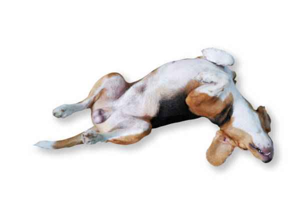 istock A cute tri-color beagle dog lying isolated on white background. Include clipping path. 1714323741