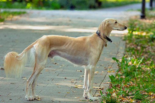 The Saluki is a standardised breed developed from sighthounds – dogs that hunt primarily by sight rather than strong scent