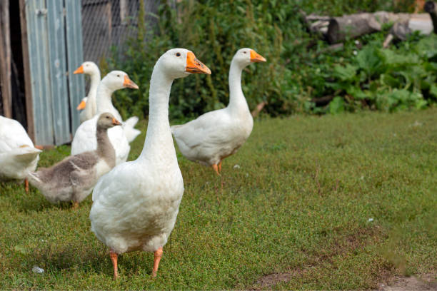 istock Domestic geese walk around the village 1714324662