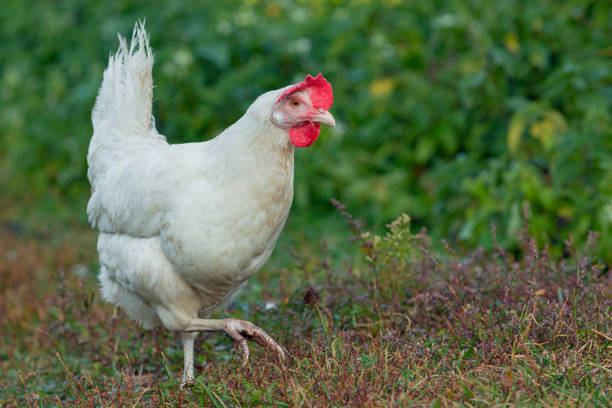 istock white loose chicken outdoor in the grass 1714325984