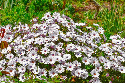 Close up picture of a bed of White Osteospermum, African, Daisy flowers.