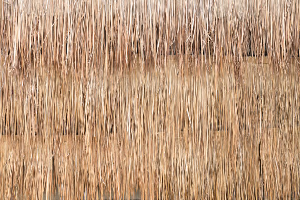 Background of reed. Reed Isolated. Traditional fence made of bamboo reed. Asian style.