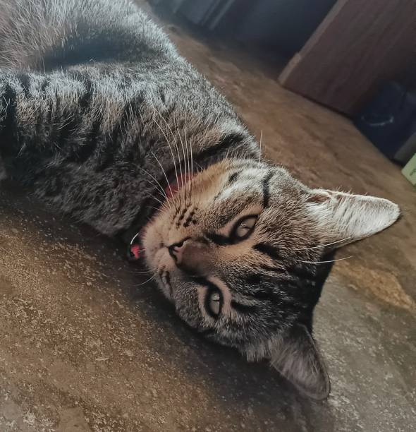 istock When a little cat gives a pleading look 1714337670