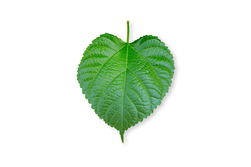 Mulberry leaf isolated on white background,include clipping path.