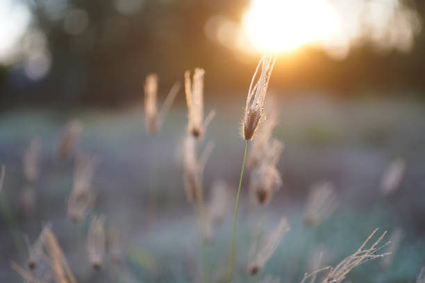 istock Grass flowers selective focus with shallow depth of field. 1714338192