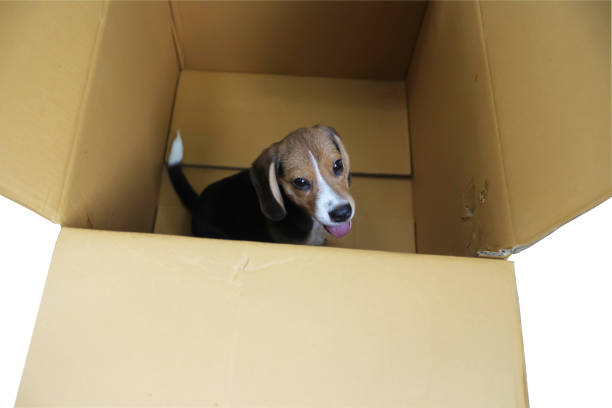 istock A cute beagle puppy is in the brown post box,isolated on white background,clipping path is included. 1714338715