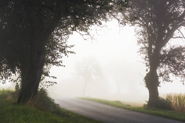istock Country road with fog  and trees 1714339267