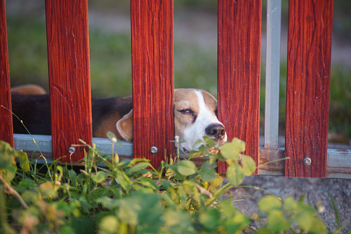A cute tri-color beagle dog lying on the bars of fence door looking for something outside the fence, focus on eye with shallow depth of field.