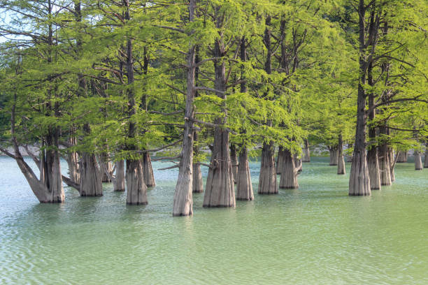 istock Swamp cypress grove in the cypress lake, the sukko river 1714347344